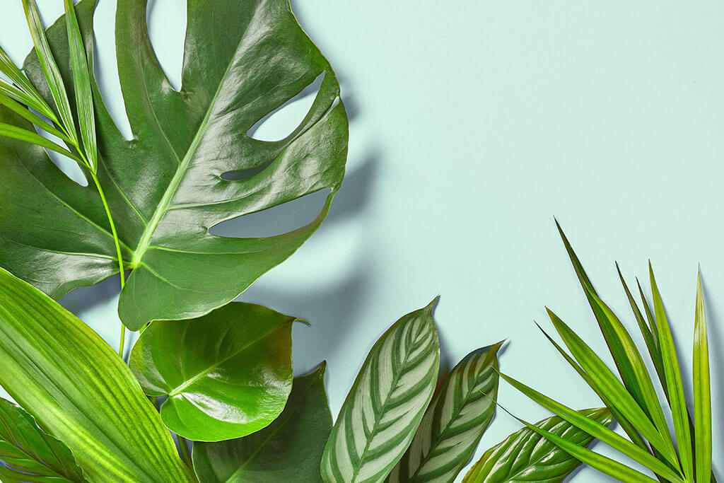 Plantas tropicales para transformar tus espacios