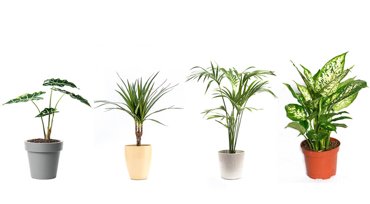 Tropical plants indoor spaces.