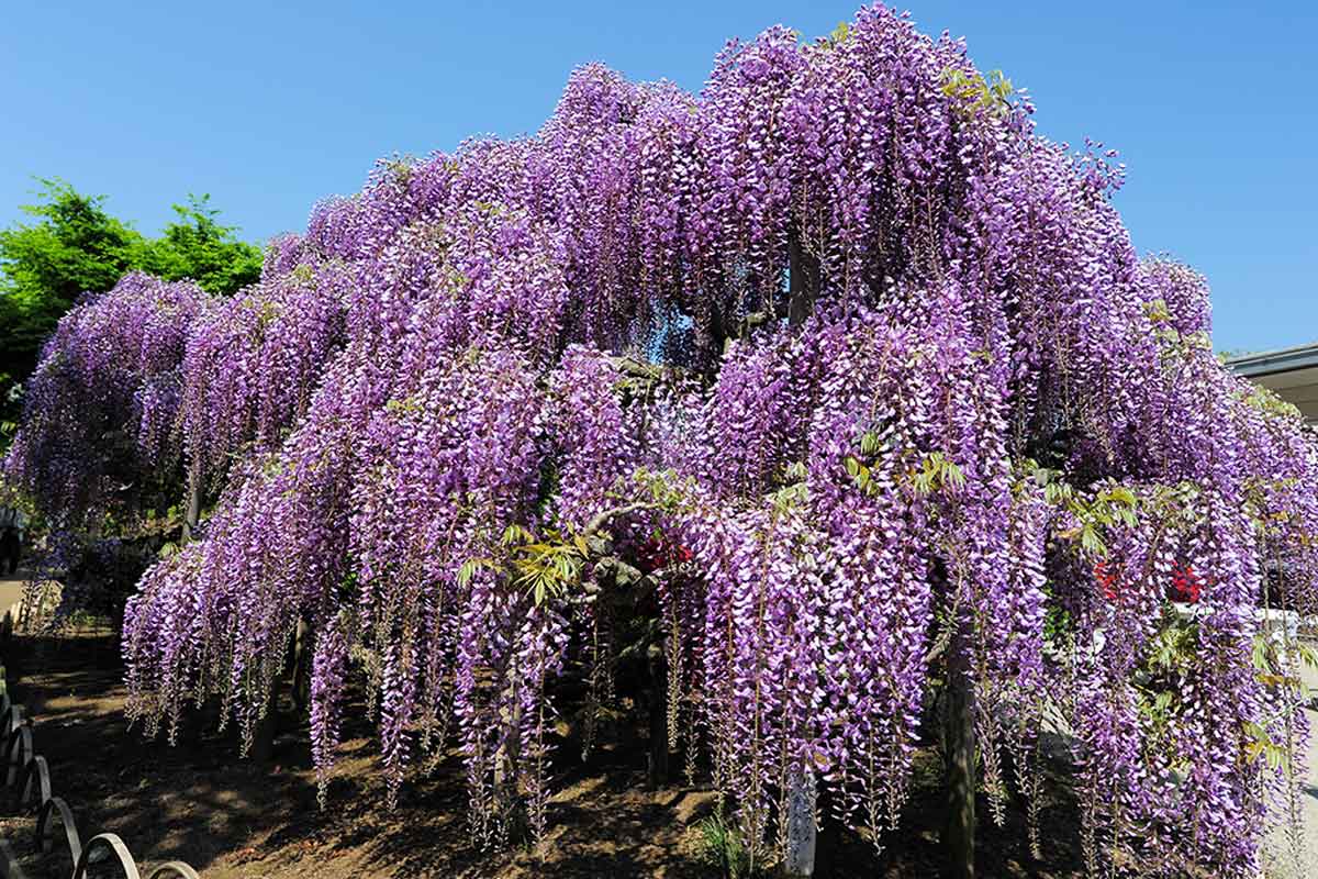 Know the characteristics of Wisteria.