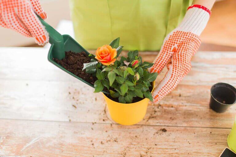 Fertilizantes caseros para tus plantas