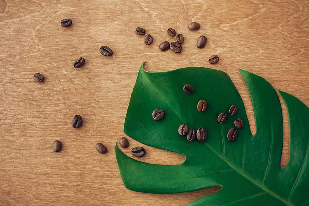 Granos de café para preparar fertilizantes caseros.