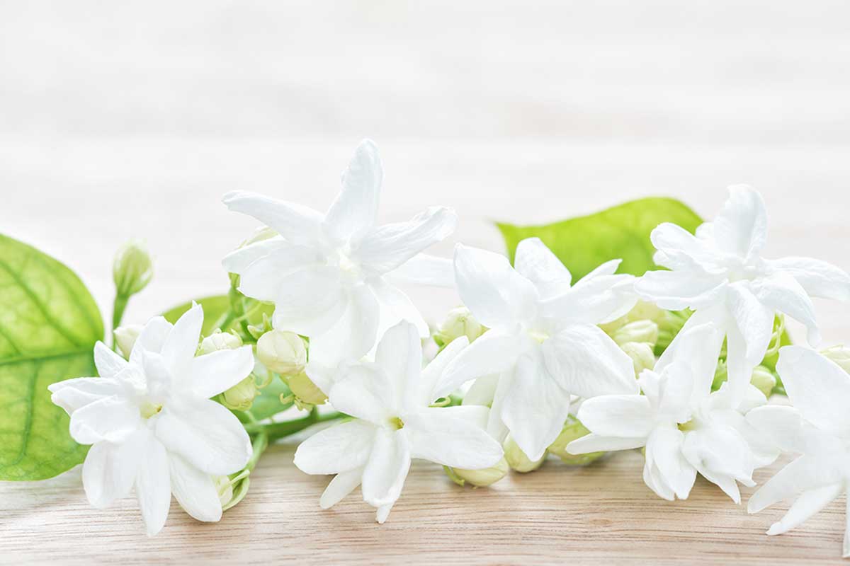 Jasmine is a beautiful flower with a soft aroma.