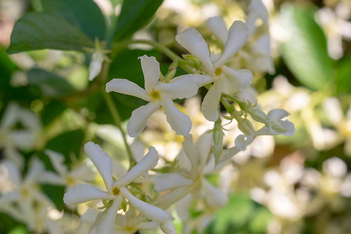 There are different types of jasmine.