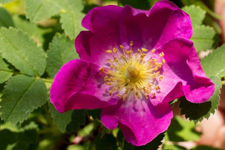 Rosa mosqueta, una rosa silvestre con grandes beneficios