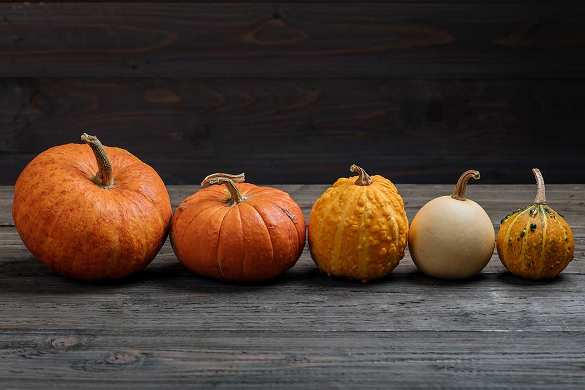Types of pumpkin.