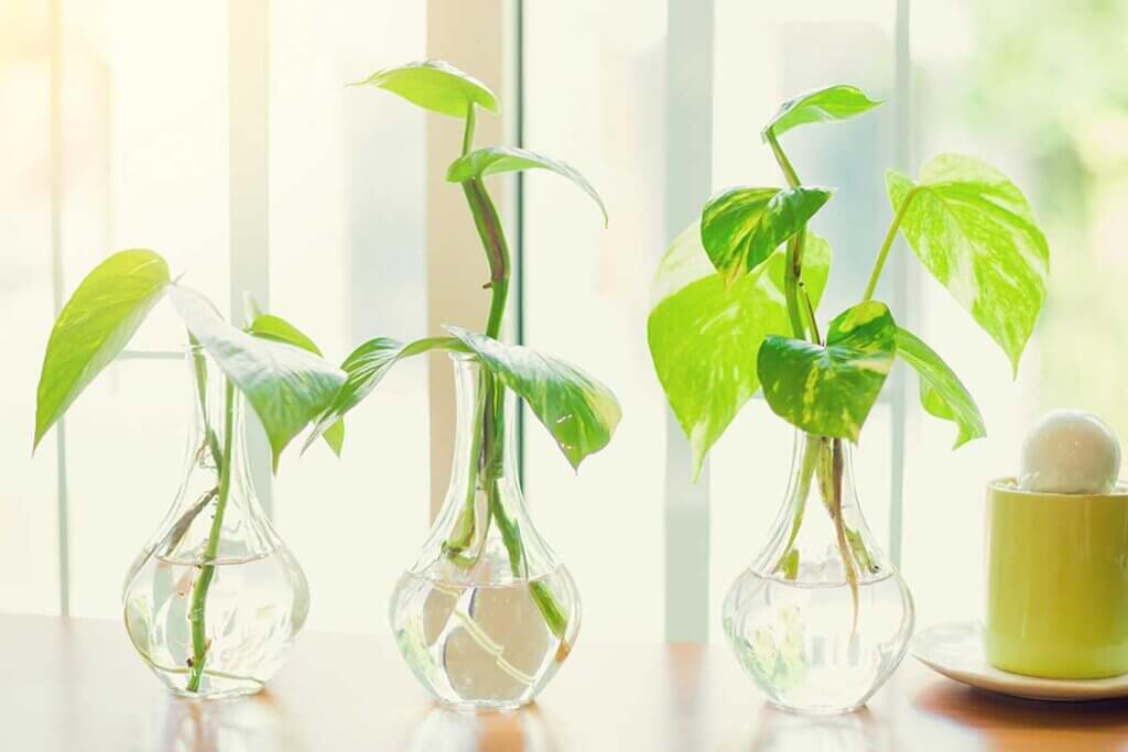 The pothos grows very well in water, so it does not require constant watering.