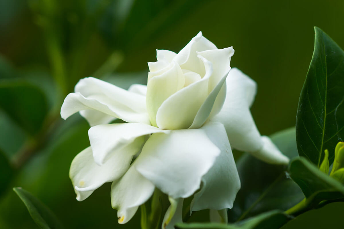Las gardenias y su aroma que enamora - Decor Tips