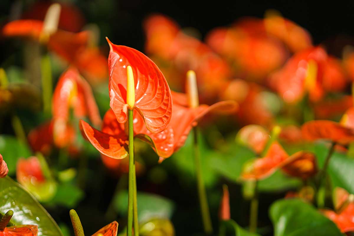 Ideal plants for fall, anthurium