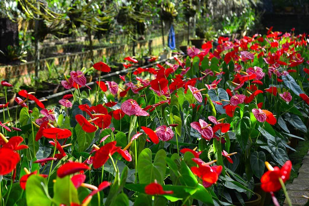 Plantas de color rojo para llenar de alegría tu jardín