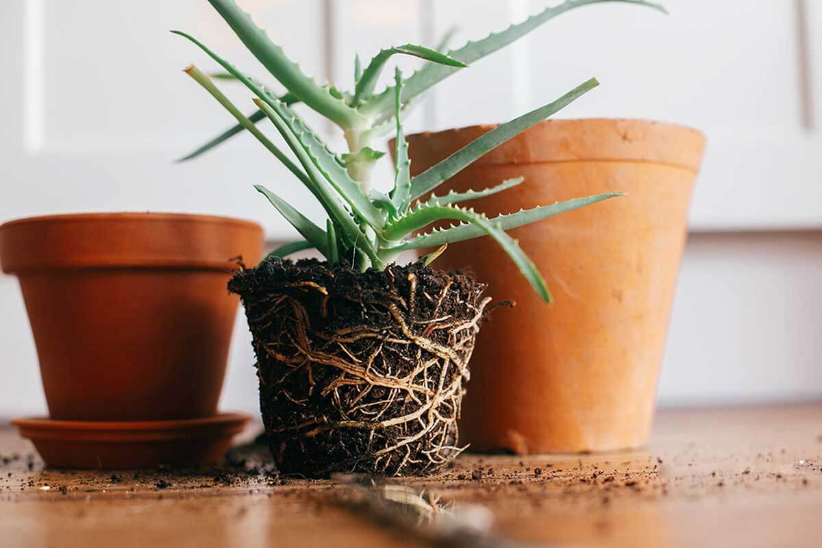 Tips voor het verplanten van een plant in een nieuwe pot