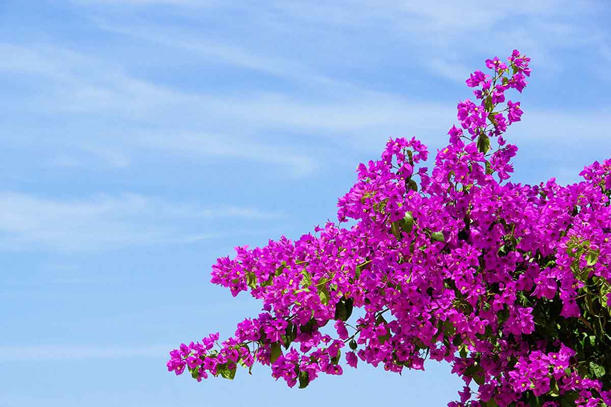 De meest voorkomende bougainvillea is paars of violet
