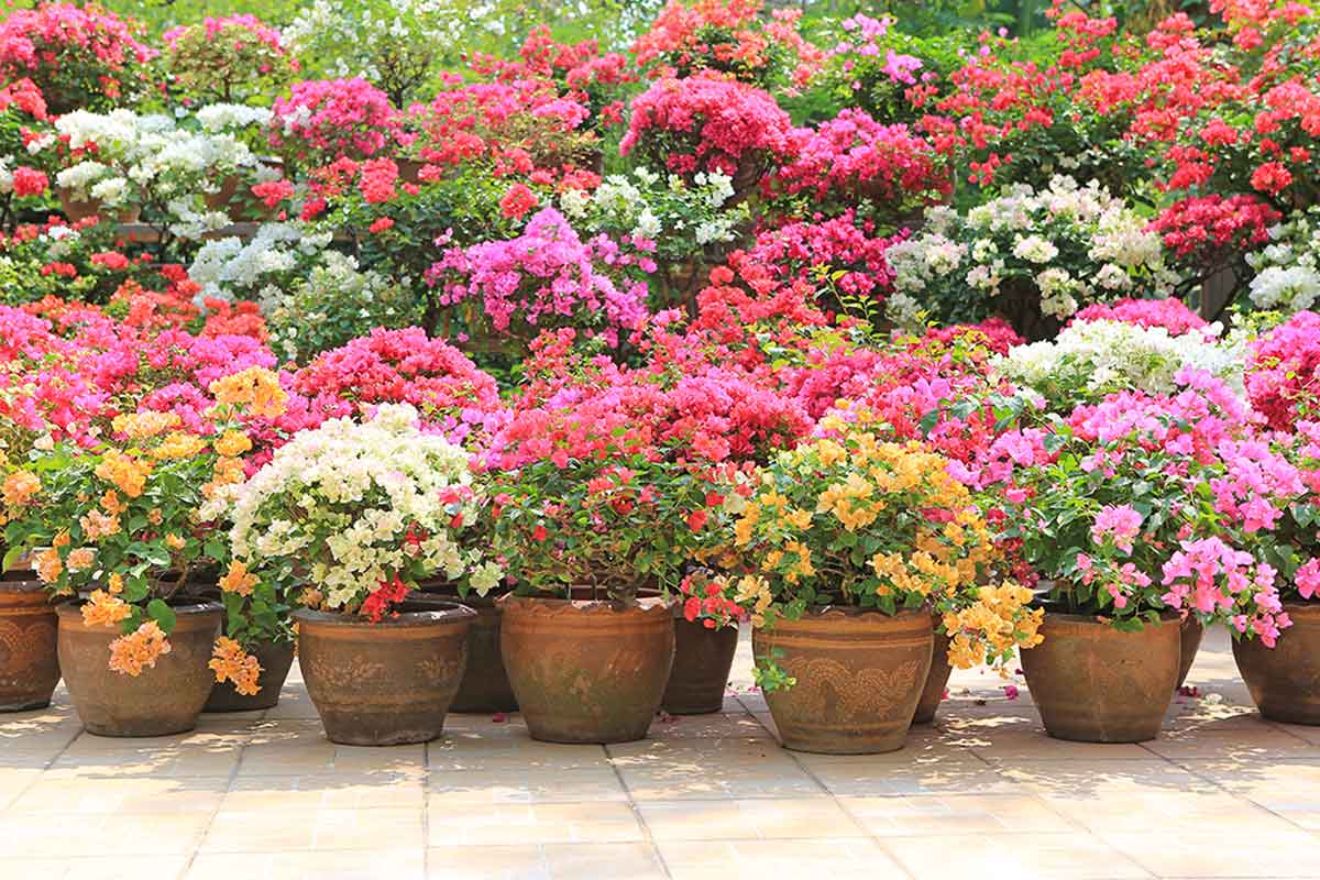 There are more than 300 different species of bougainvillea.