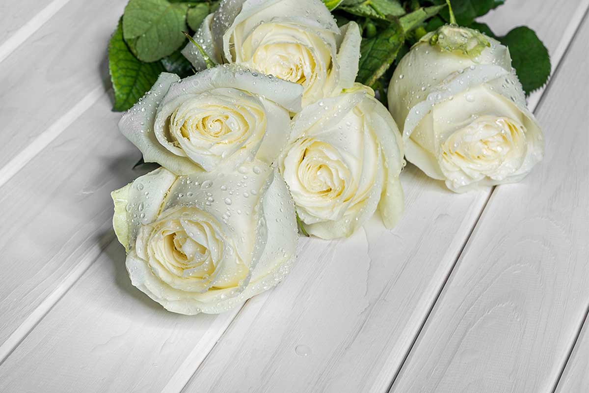 White roses symbolize purity and balance.