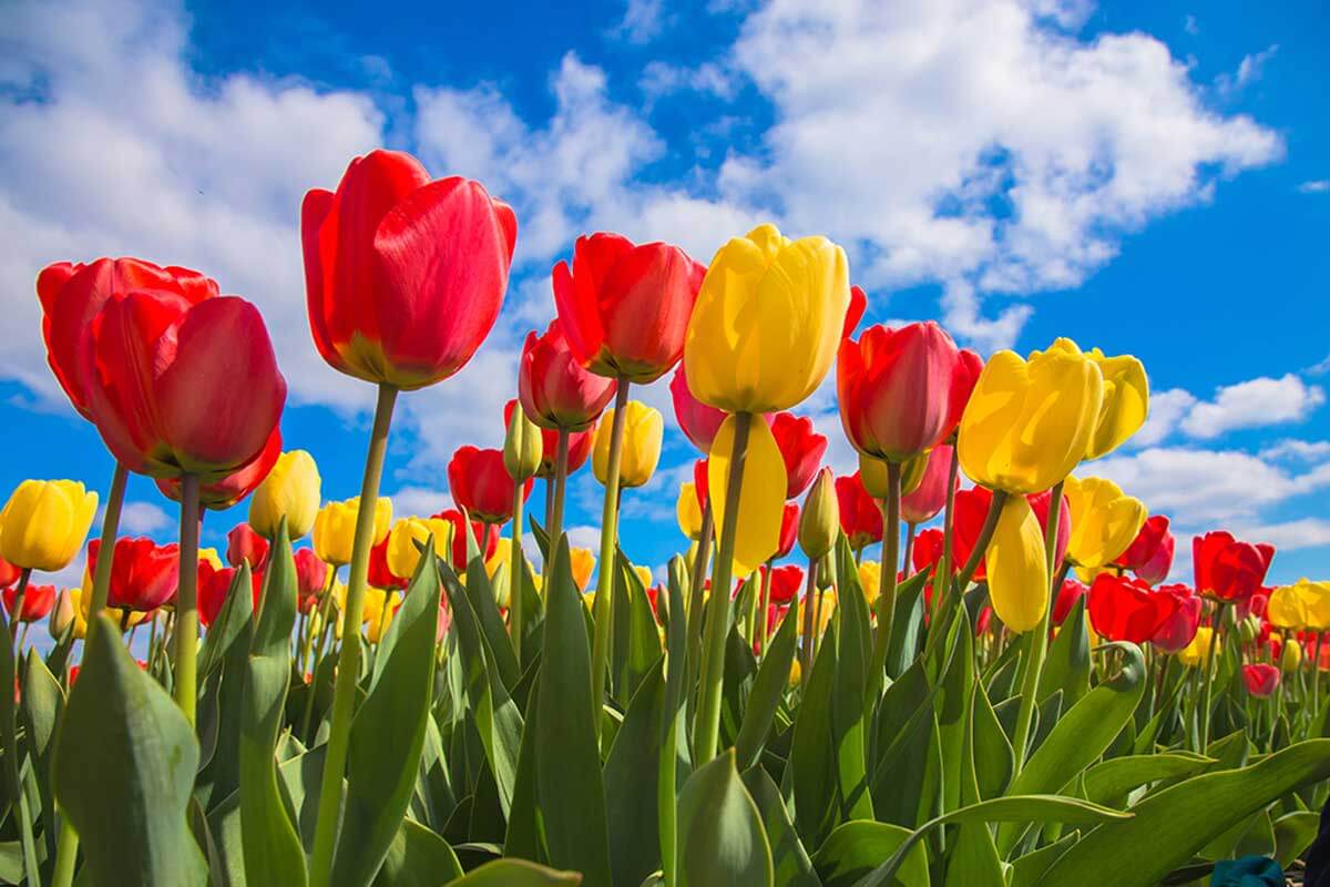 Among the flowers for the signs of the zodiac are the tulips, which correspond to Aquarius.