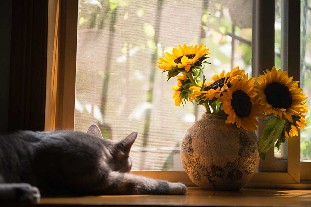 Zonnebloemen in huis