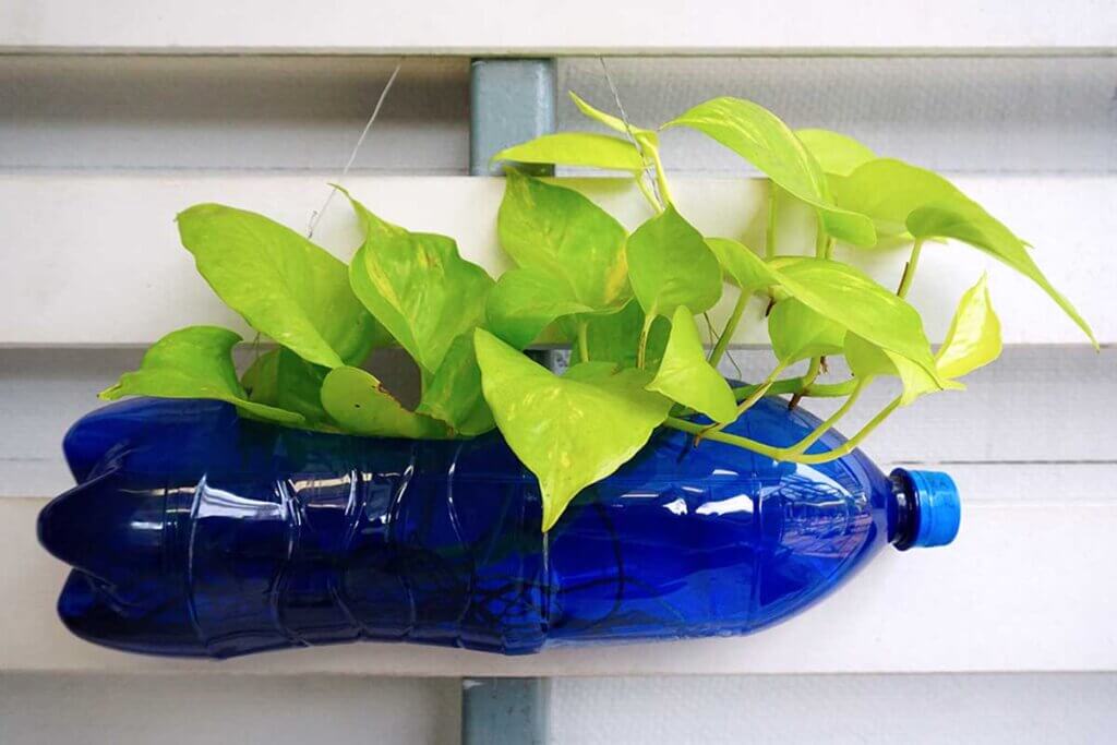 Le bottiglie vengono riutilizzate come vasi per le piante.