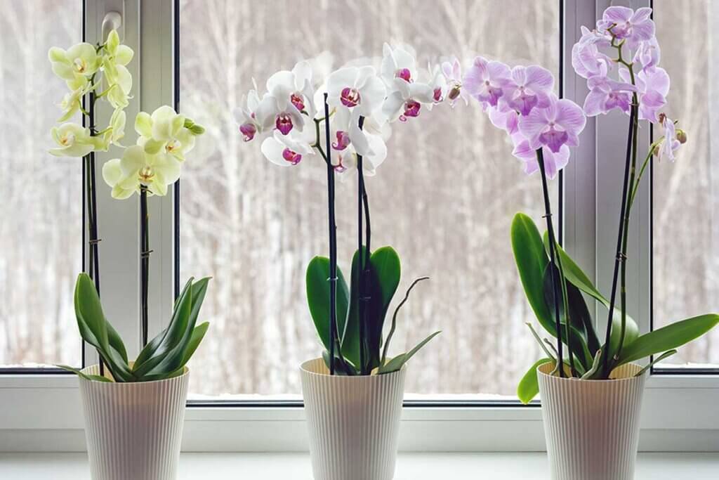 Orchideeën zijn elegant en worden beschouwd als de mooiste bloemen ter wereld.