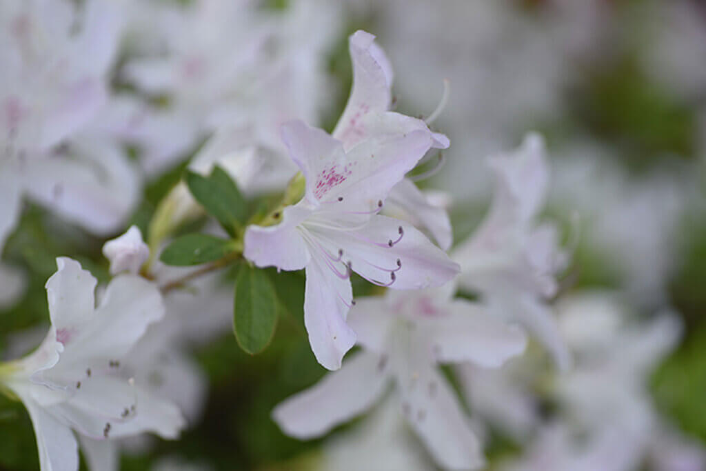 The white azalea represents purity. It's a nice detail.
