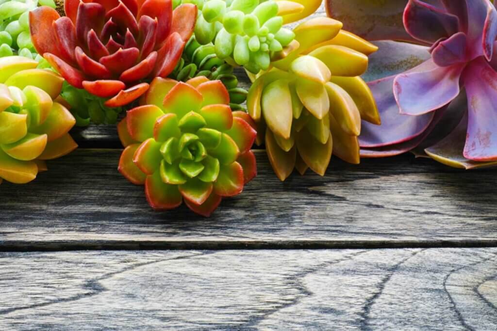 Know the differences between succulents and cacti.