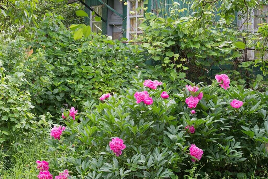 Learn how to grow and care for your peonies.
