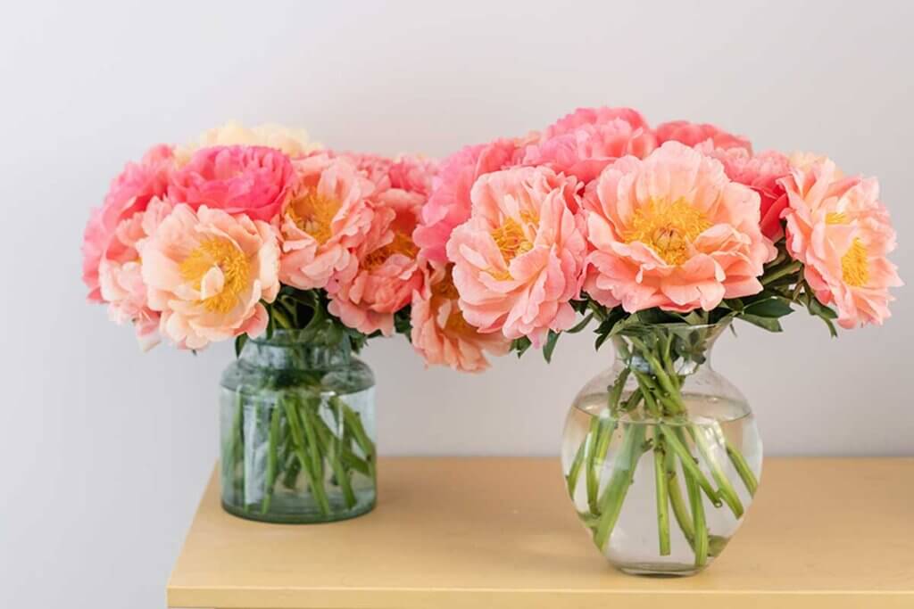 Peonies are ideal for use in flower arrangements.