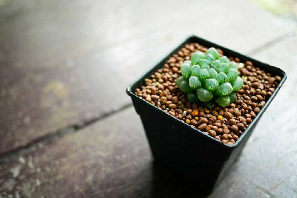 We teach you how to transplant your beautiful succulent.