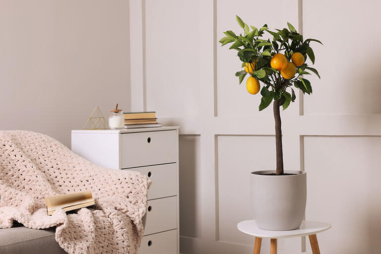 Decoreer je slaapkamer met planten