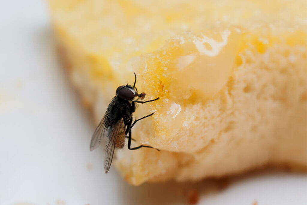With the homemade tricks that we gave you, you can eliminate insects such as annoying flies.