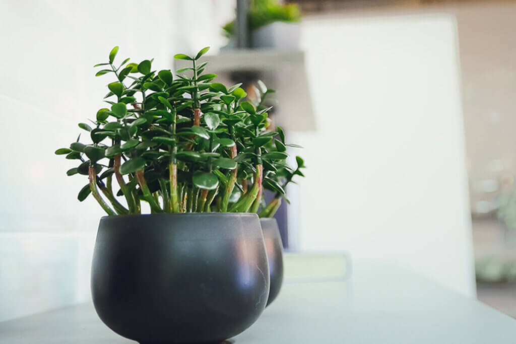 Profiteer van het snoeien van je jadeplant om in nieuwe potten te planten.