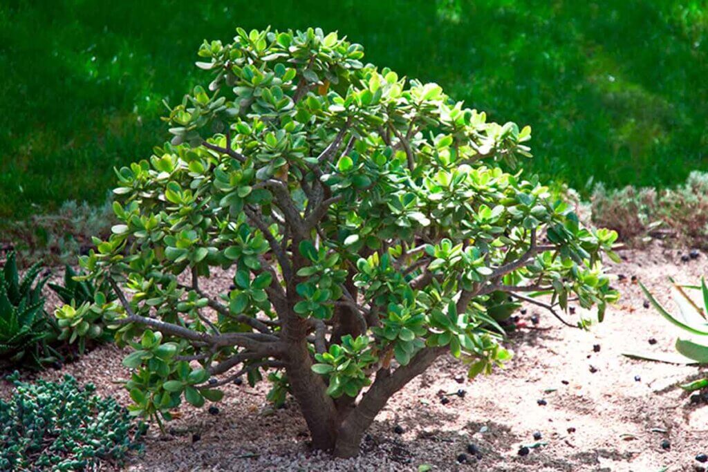 A la planta de jade también se le conoce como árbol del dinero.