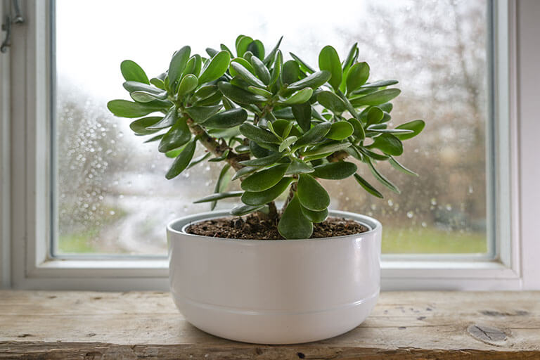 The jade plant is beautiful.