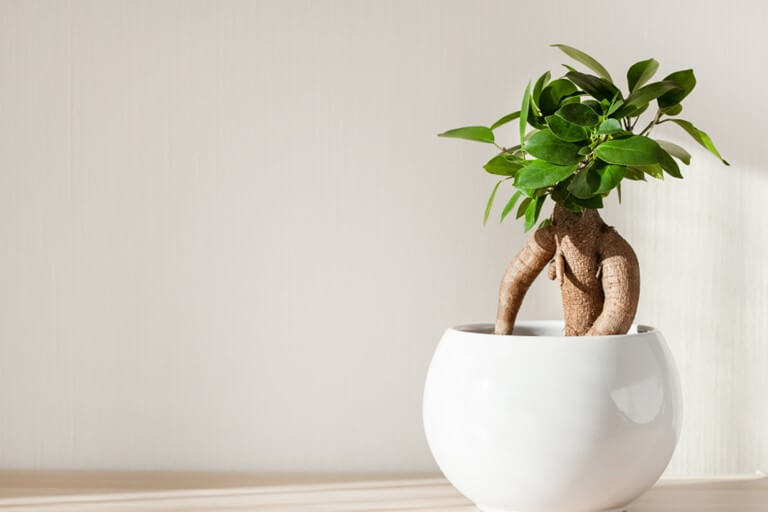 Il ficus mini o bonsai è una delle specie più diffuse nelle case.