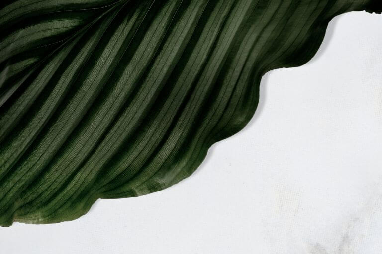 Calathea leaves are wavy with natural geometric patterns.