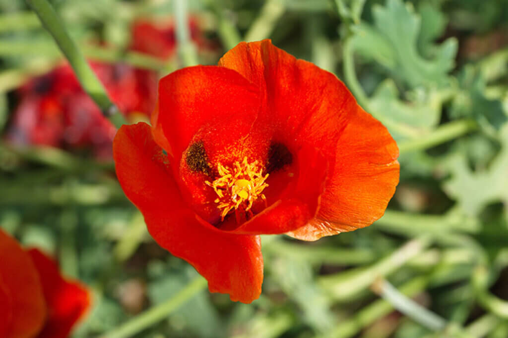The poppy has a very intense red color that stands out among the green foliage.
