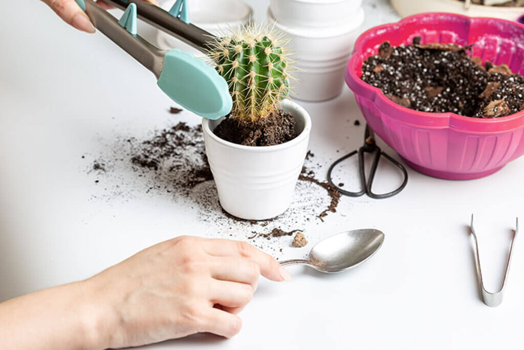 Repotting for the winter is a common cacti care mistake that you should avoid.