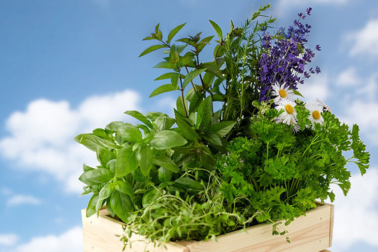 Cultiva estas plantas medicinales que te aliviarán los dolores menstruales