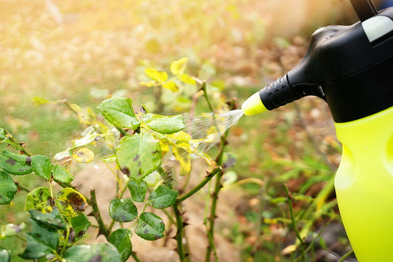 Recetas caseras para eliminar plagas de tus plantas