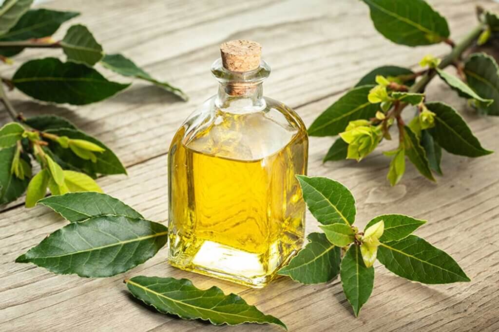 El aceite esencial que contienen las hojas de laurel tiene destacadas propiedades medicinales.