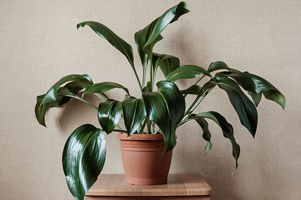 One of the plants that helps you remove moisture from home is the aspidistra.