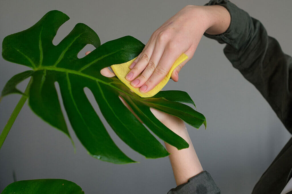 Large plants can be cleaned with a cloth or in the shower, they will like to feel a little "rain" on them.
