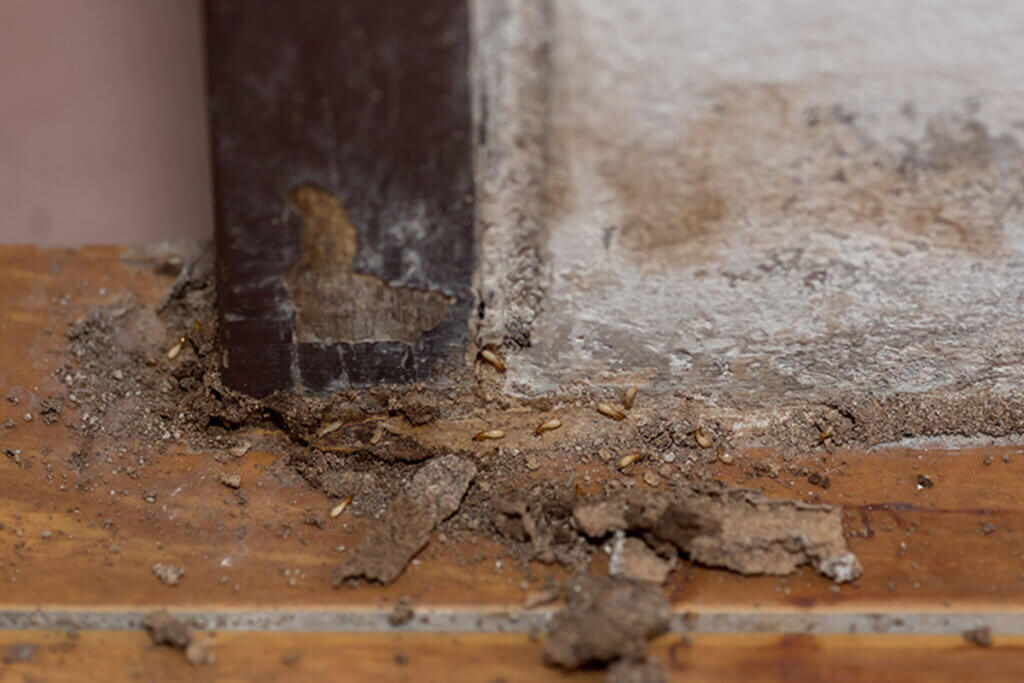To detect termites you have to pay attention to small details.