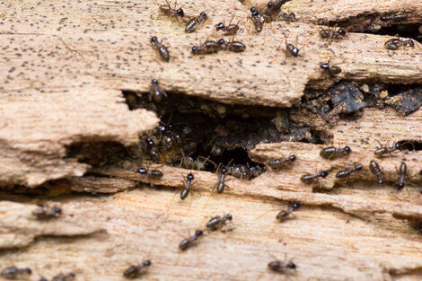 Consejos para detectar termitas en tu casa
