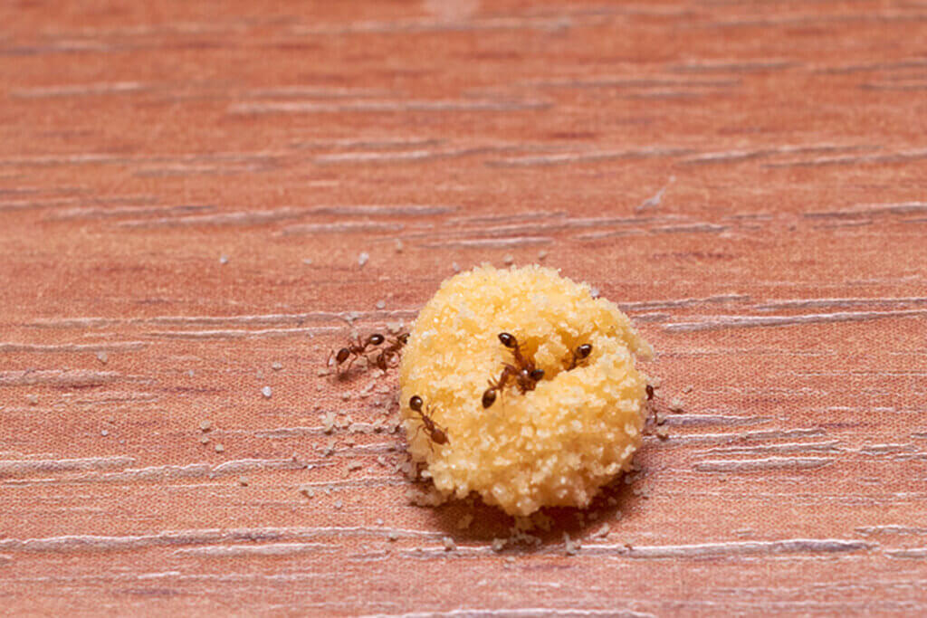 Con l'acido borico puoi costruire un'esca per eliminare le termiti e, per inciso, formiche e scarafaggi che potrebbero vivere in casa tua.