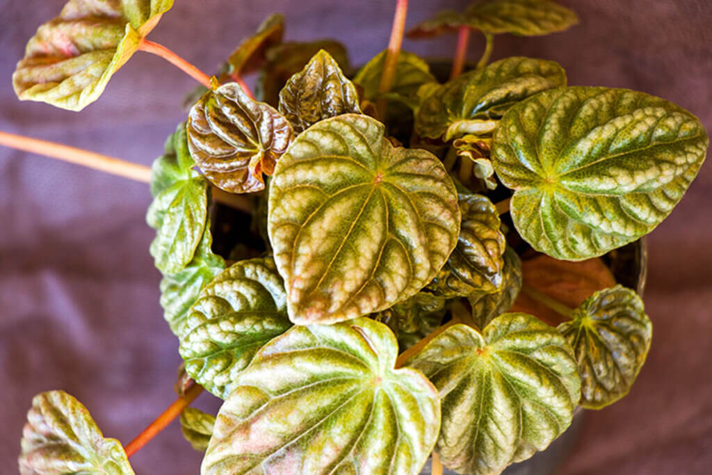 The characteristics of peperomia depend a lot on the type you have at home.