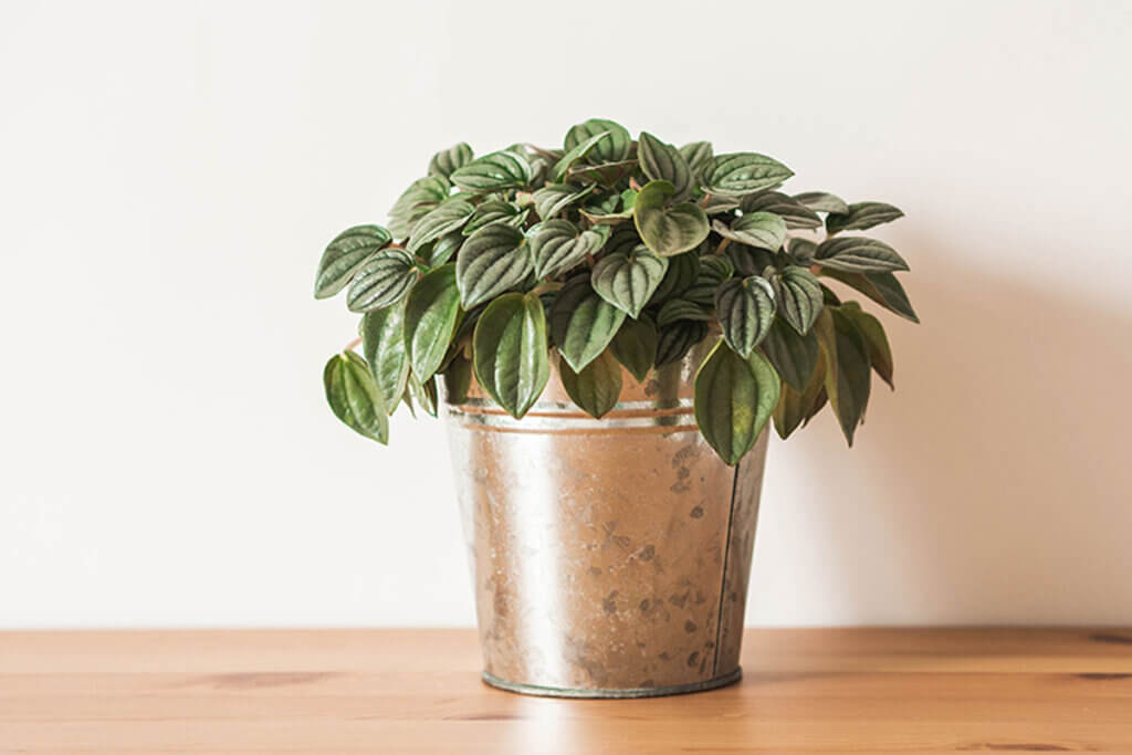 This is a plant that you can have indoors or outdoors.