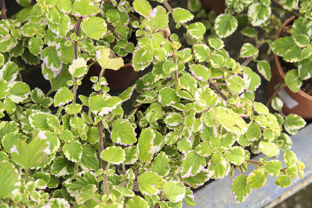 Plectranthus coleoides, una delle varietà della pianta del denaro, si distingue per il suo delizioso aroma.