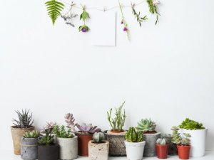 5 idee spettacolari per decorare con le piante