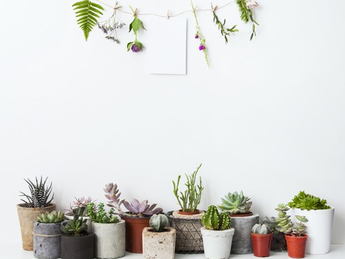 5 idee spettacolari per decorare con le piante