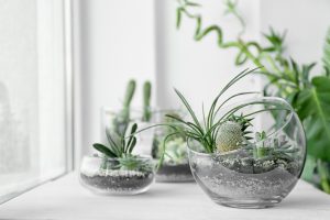Vasi in vetro con piante grasse