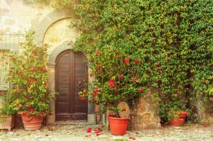 Idee per decorare la vostra casa con l'edera